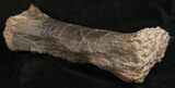 Sauropod (Diplodocus) Metatarsal - On Stand #10131-1